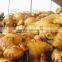 fresh ginger best price