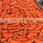 fresh carrots 2015 crop