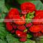 High Purity Calceolaria Seeds Flower Seeds For Growing
