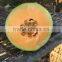 Classical-Top Quality Hybrid F1 Hami Melon Seeds For Growing