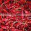 Dried Indian Red Chilli Exporters