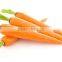 Fresh Carrot(80g-150g 150g-200g 200g-250g 250g-300g)
