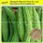 High quality Balsam pear extract/balsam pear extract powder/Balsam pear powder