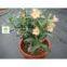 Sell : Adenium Obesum ( Desert rose)