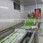 Sinocharm BRC A Approved  L5-9CM Snow Pea IQF Peapod Whole Frozen Pea Pods
