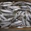 Frozen small size Sardine for canning 200 pcs