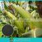 Agricutural staw decay agent