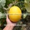 Elys Chinese New Anti-cropping Rock Melon for sale