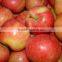 Fresh apple Gala with high quality and good taste for hot sale