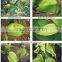Humic Acid Iron Fertilizer/ Humic acid Chelated Fe