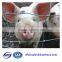 Alibaba best sale export factory pig fence,goat fence, cow fence