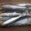 Whole Frozen Spanish Mackerel