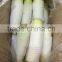 Mooli White Raddish Exporter
