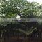 Wholesale Outdoor Decrotive Landscaping Ornamental Palm Caryota Urens L