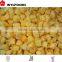 price for Frozen IQF mango dices China fruit