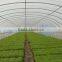 Low tunnel greenhouse for agriculture house