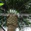 APM012-5 GNW 5m high artificial palm tree for wedding decorations