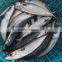 New fish Frozen WR Pacific mackerel Seafood
