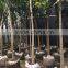 Mangifera indica ( mango tree ) tropical plants