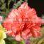 2016 Hot Sale Carnation Flowers Fresh Cut Flower for Love, Anniversary