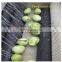 Soft and Hard Brushes Fresh potato Taro Cassava Yam Skin Remove Peeling Machine