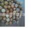 DRIED WHOLE BETEL NUT IN VIETNAM/ NEW DROP