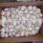 fresh dried garlic