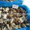 New Crop Frozen Porcini Mushroom