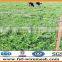 galvanized field fence/sheep fence/grassland fence