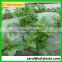 Eco-friendly 100% PP non woven fabric for weed control fabric or landscape cover mat