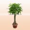 Beautiful plants and flowers money tree lucky house plants gift for friends