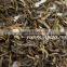 Jasmine Green Tea