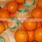 fresh Valencia orange