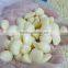 Vacuum Packed Fresh Peeled Garlic Cloves for Sale