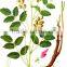 High Germinaiton Rate Licorice Root Seed Glycyrrhiza Uralensis Seeds For Cultivation
