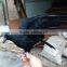2015 New Hunting Decoy artificial crows wholesale
