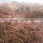 Copper scrap / copper wire for sale