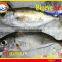 FROZEN BIGEYE SCAD WHOLE ROUND