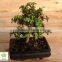 Portulacaria Afra Bonsai ( Jade Plant)
