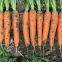 High Yield 7 Inches Long Red f1 Hybrid Vegetable Carrot Seeds Price No.84