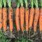 High yield 7 inches long red f1 hybrid Vegetable carrot seeds price no.84