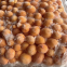 Good Price Frozen Whole Egg Yolk Pet Snacks