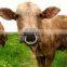 Cattle nose ring/ bull nose ring holder metal stainless steel farm husbandry equipment