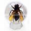 Promotional gifts Real resin 60mm acrylic yellow scorpion marble ball