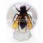 6.0 cm real resin acrylic marble ball with bugs scorpion