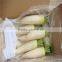 New crop fresh radish from Shandong
