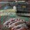 Best Quality Best Price Long Time Working Pig Nursery Bed For Sale(Pig Equipment)