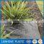 China Factory Wholesale 100% Virgin PP Plastic Agriculture Weed Mat