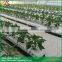 substrates hydroponic greenhouse for tomato cucumbers peppers lettuce