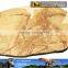 MY Dino-C095 Dinosaur fossil specimen for home decor